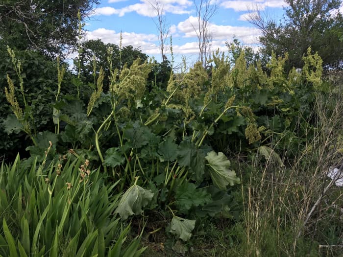 These plants have reseeded and propogated themselves by root expansion through many years and much extremely harsh weather.