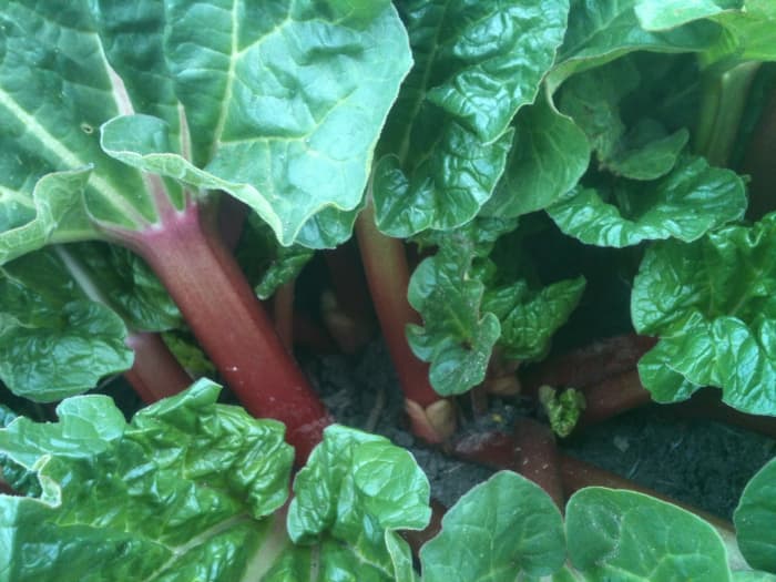 To harvest for general use, grasp the plumpest, crispest stalks near their bases and pull them out. This was my rhubarb in 2013, the same year in which the wild rhubarb was growing so abundantly.