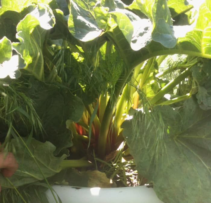 A few of these stalks are still tender and good. I made some quick sauce with an armful. They cooked into a tasty but less than beautiful brown mush. I've decided to stick with my domestic red plants.