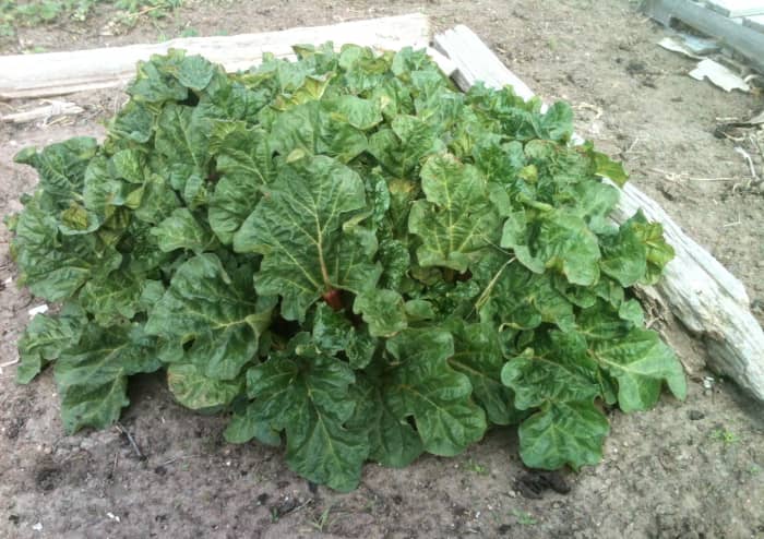The patch is abundantly thick and shelters itself, so the harvest may be prolonged. This is an old variety, and may be Victoria itself.