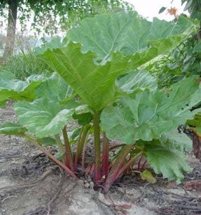 A typical rhubarb plant. These plants need virtually no cultivation, and small care once they are established.