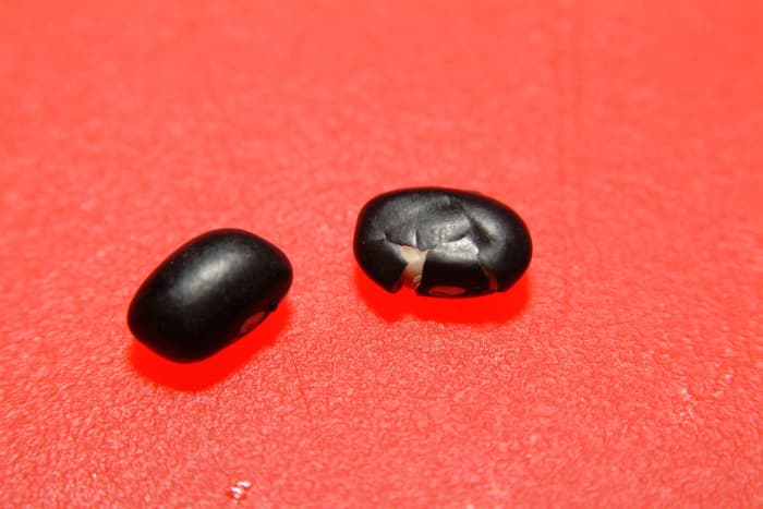 On the left is a fresh dried black bean. On the right is an older, chipped and cracked black bean. The one on the right is not a good bean to choose.