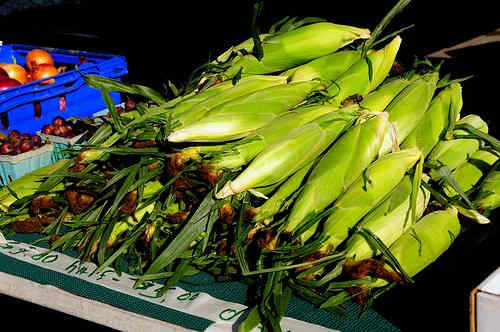 Corn ears can be roasted in the oven in their shucks.