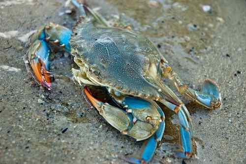 Blue crab