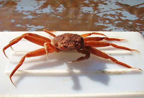 Snow crab