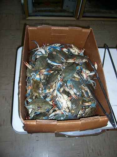 Live blue crabs
