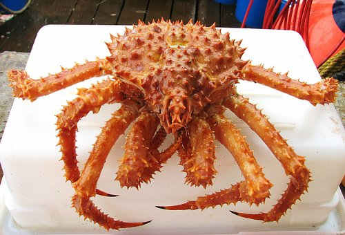 King crab