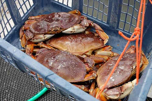 Dungeness crabs