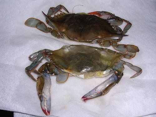 Soft-shell crabs