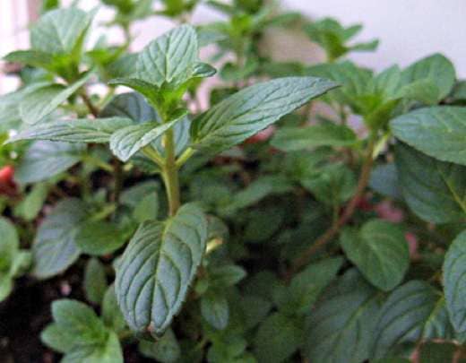 Mint chocolate chip ice cream is flavored with extracts from the leaves of several varieties of mint, usually peppermint and spearmint.