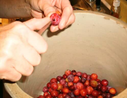 Prick each plum in two or more places to prevent them from bursting when heated. Place plums in a crock or bowl.