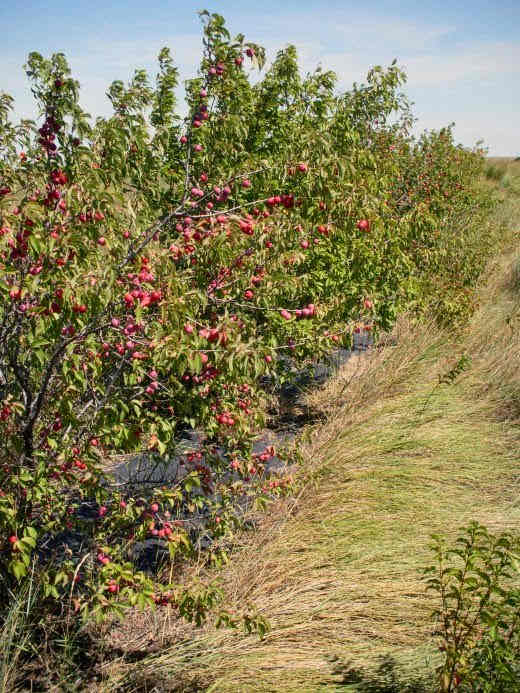 How to Make Whole Spiced Wild Plums An Illustrated Guide Delishably