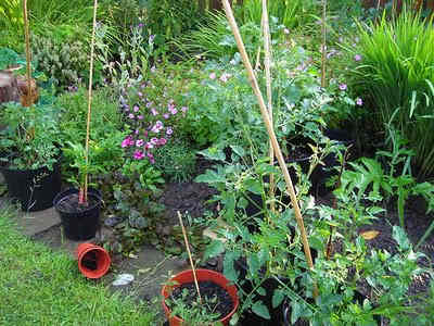 Tomato Plants In My Garden