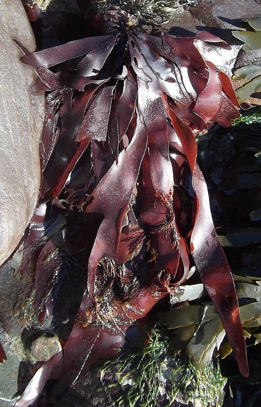 Palmaria palmata is also known as red seaweed.