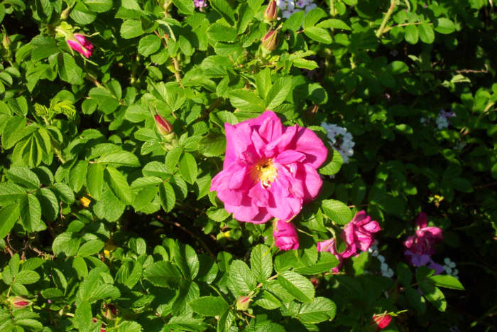 An unsprayed Hansa Rose bush in a quiet corner of the yard offers up an abundant supply of petals.