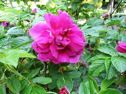 An old-fashioned rose offers superior taste.