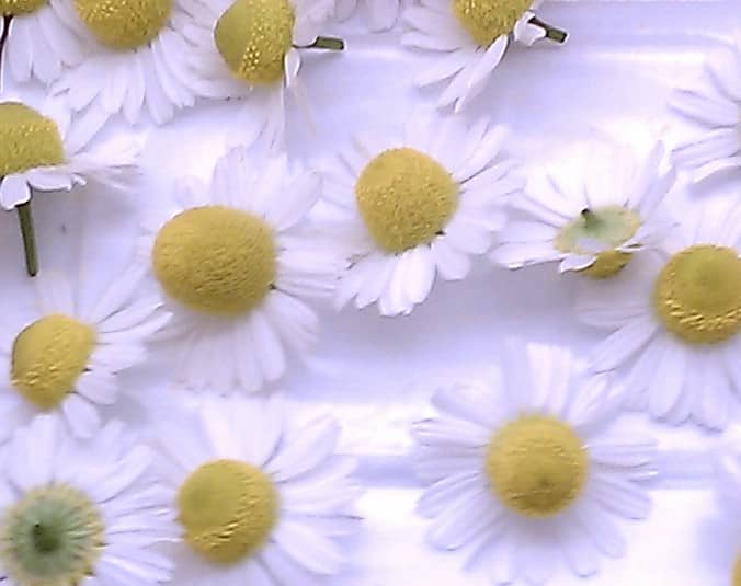 Pick chamomile at the peak of bloom by pinching the stem just below the blossom with your index finger and thumbnail.