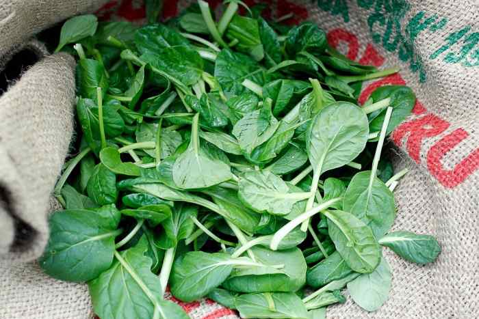 Tatsoi leaves