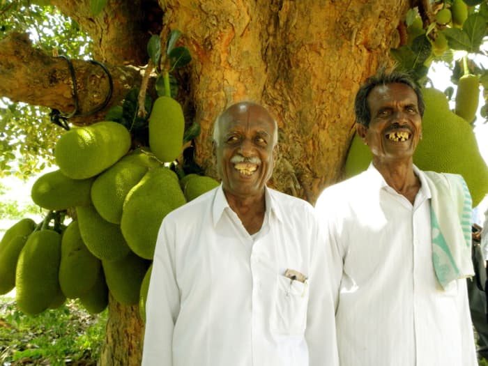 This jackfruit tree, growing in India, is very old and still productive. The farmers in front provide scale, as the jackfruit is known as the largest fruit in the world.