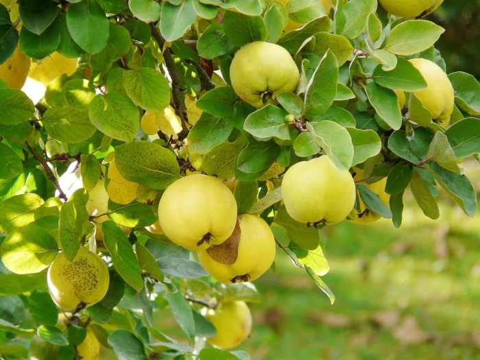 A quince tree bearing fruits