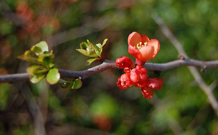 Chaenomeles japonica, a flowering quince