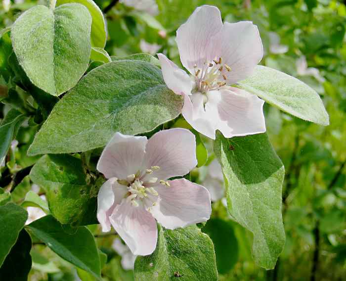 Quince flowers and leaves