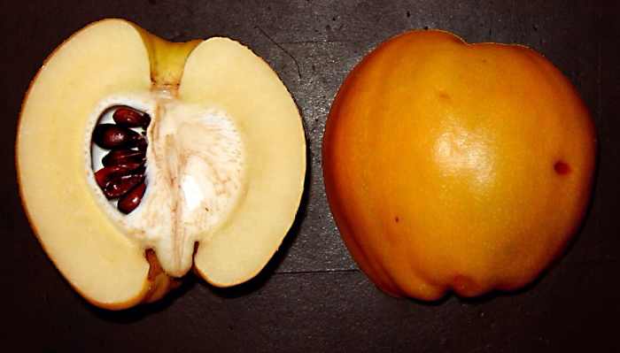 The fruit of a flowering quince