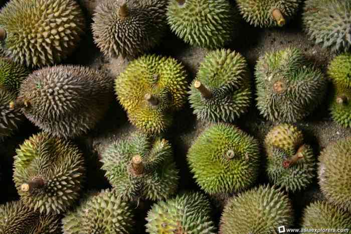 Durians of all shapes