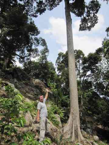 The huge hundred year-old durian tree