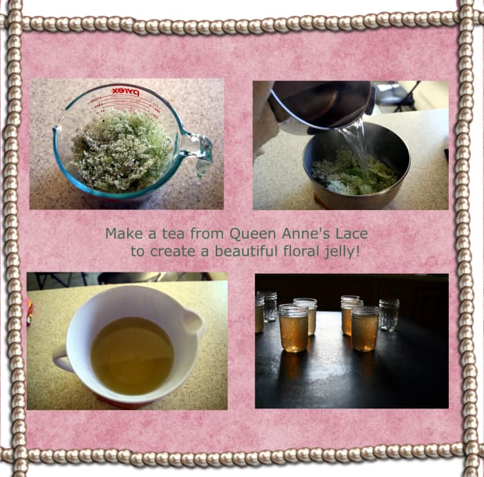 Add boiling water to the flowers to create a tea from Queen Anne's Lace: this tea creates the base for the jelly (click to enlarge).