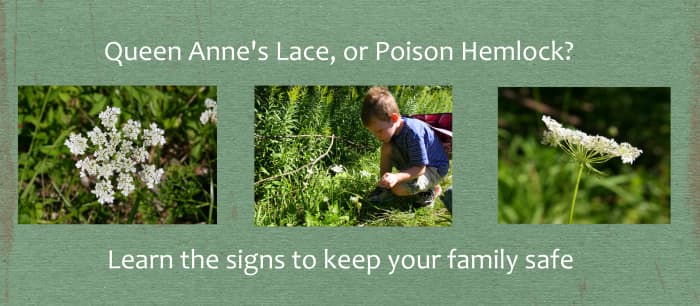 Be absolutely certain you know how to identify Queen Anne's Lace: Poison Hemlock has a similar flower!