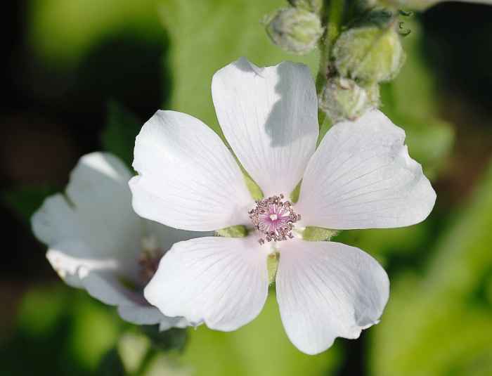 The flower of the marshmallow plant