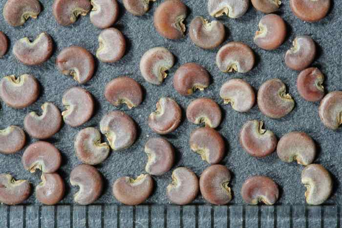 The fruits of the marshmallow plant are flat and are sometimes known as cheeses.