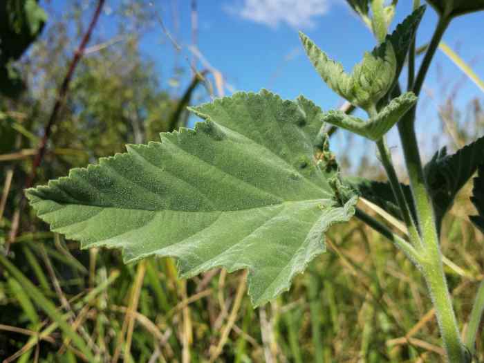 A leaf of Althaea officinalis