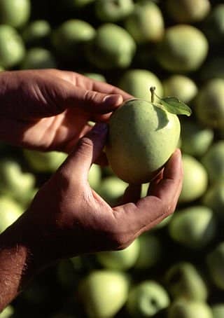 Golden Delicious—This apple isn't listed above, but it is one of my favorites.