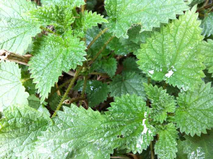 Nettles