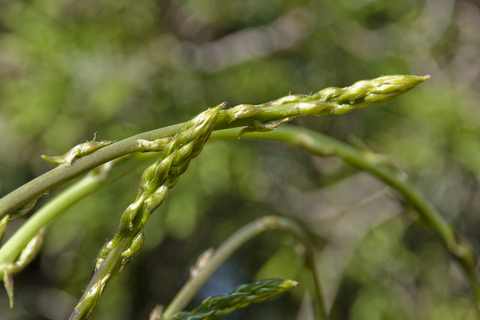 wild asparagus