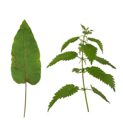 dock leaf and nettle