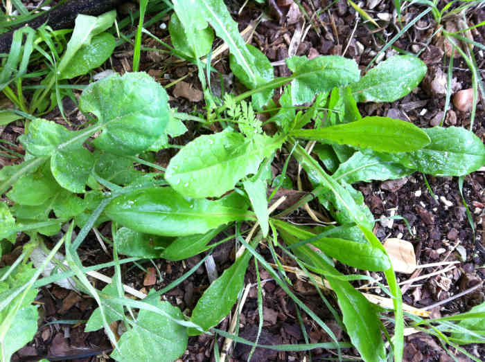 Chicory when it is tender and new