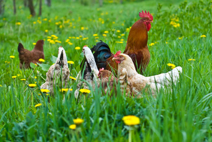 Pastured chickens that are free to run around and eat organic grass, bugs, and greens lay the best eggs.