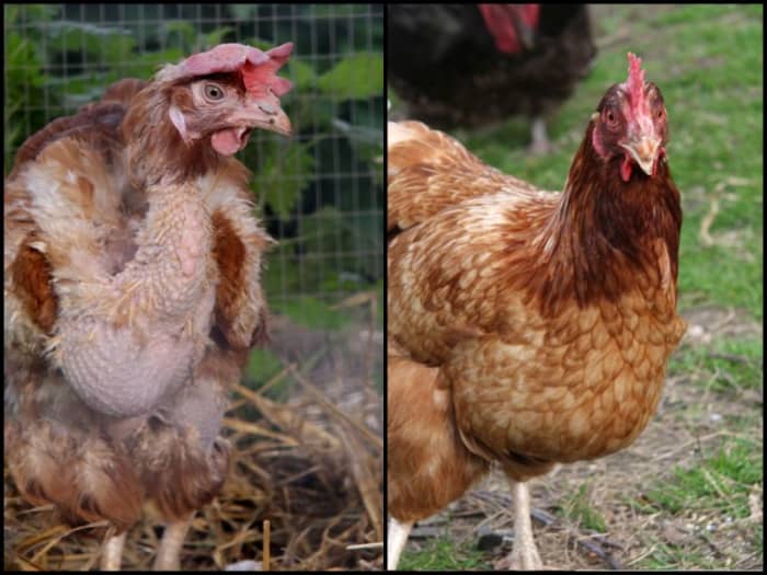 Left: A rescued battery hen arrives in a backyard chicken coop. Right: a year after being rescued, a healthy layer.