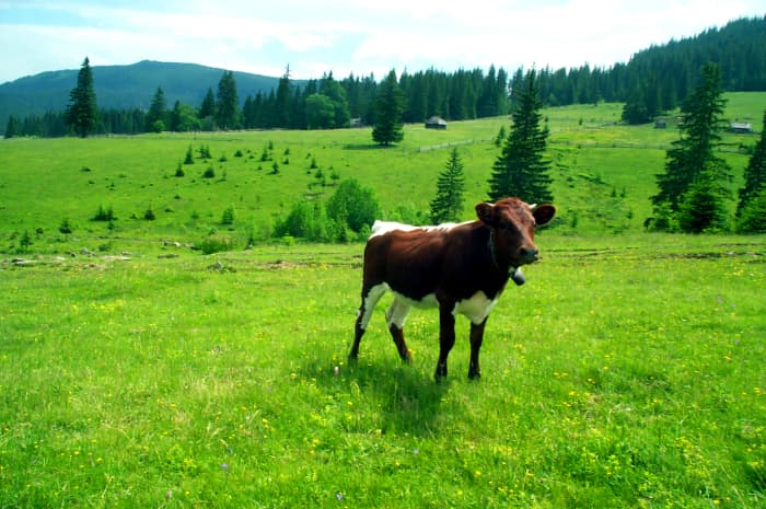 Want more nutrients from your animal-based foods? Go with pasture-fed animals. When they eat what they are meant to eat, they are healthier—and so are you.