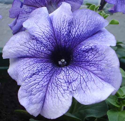 25 Flowers You Can Eat Delishably