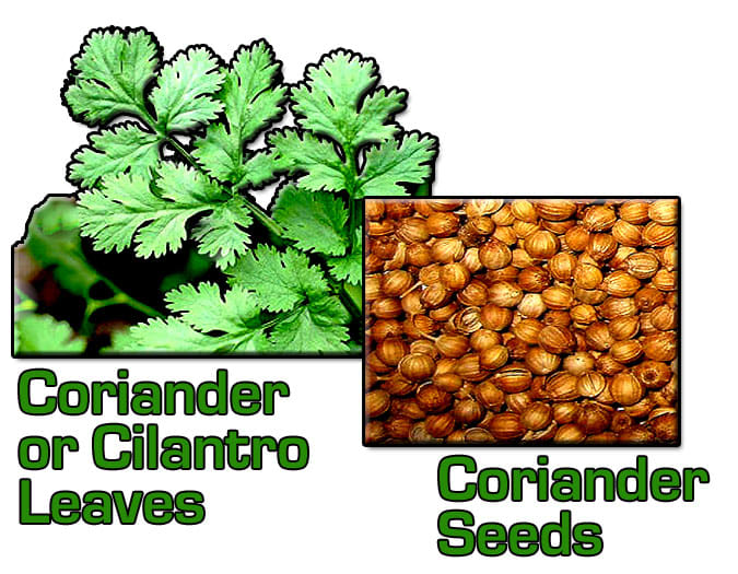 Are Coriander and Cilantro the Same Thing? Delishably