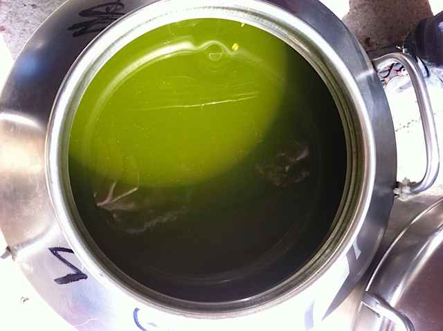 Extra virgin olive oil from the Frantoio olive tree