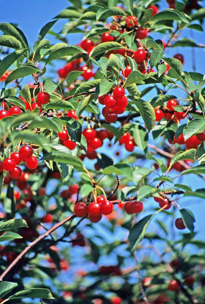 Cherries in Door County, WI