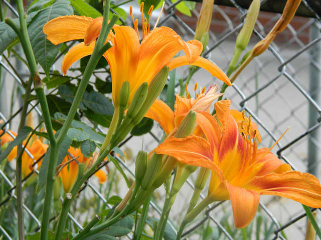 The daylily from the family Hemerocallidoideae commonly called "Tiger Lily" and valued as a food source for centuries.