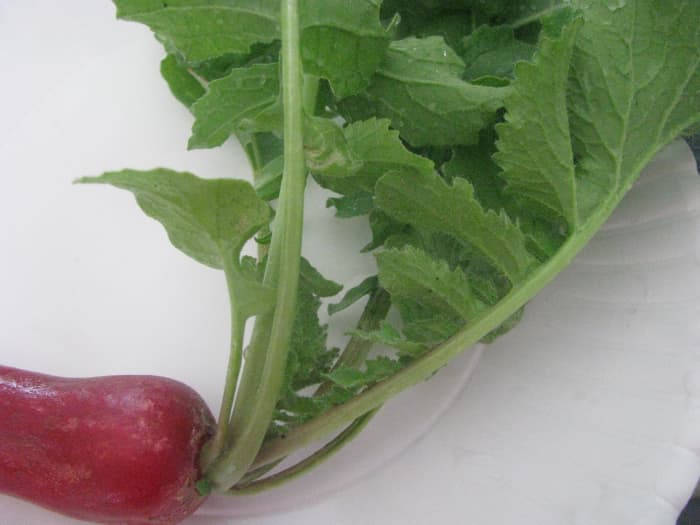 Radish leaves are edible, with a bitter taste and a rough texture. Best sauteed or paired with a sweet dressing.