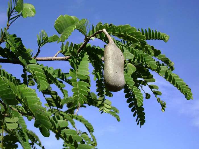 A tamarind tree with fruit