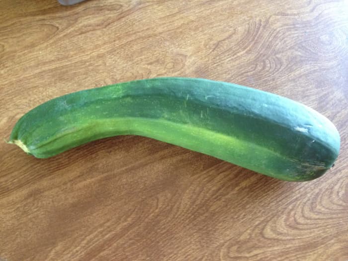 Nice-Sized Zucchini! Even if you forget to check your plant and you get a humungous zucchini, it will still be good for baking. Just double the recipe!